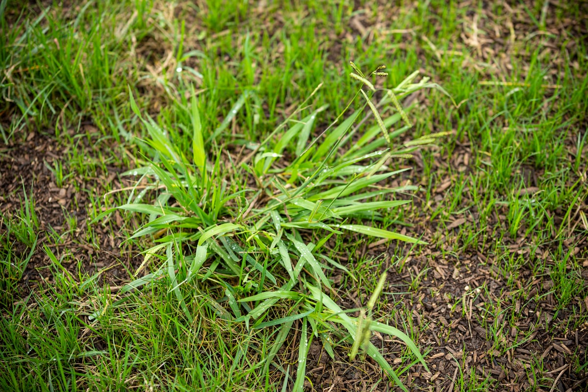 weeds and think grass