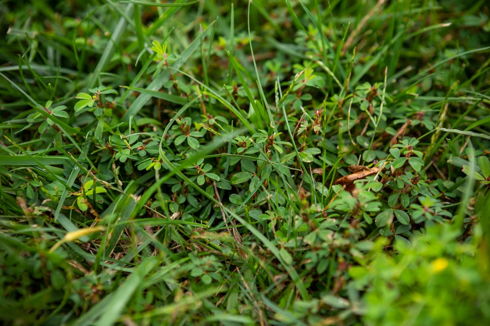 Weeds in grass