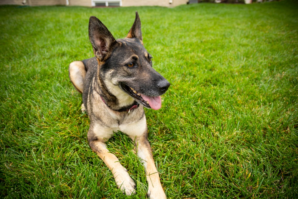 dog lays in grass with no fleas or ticks