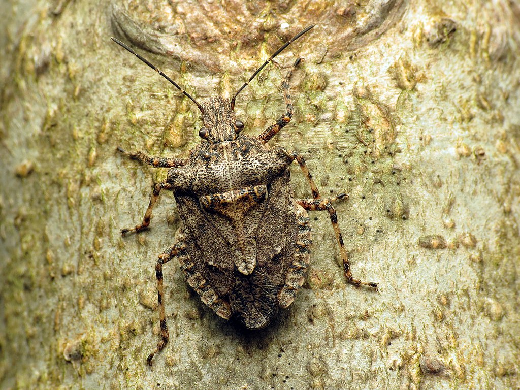 Stink Bug in Maryland