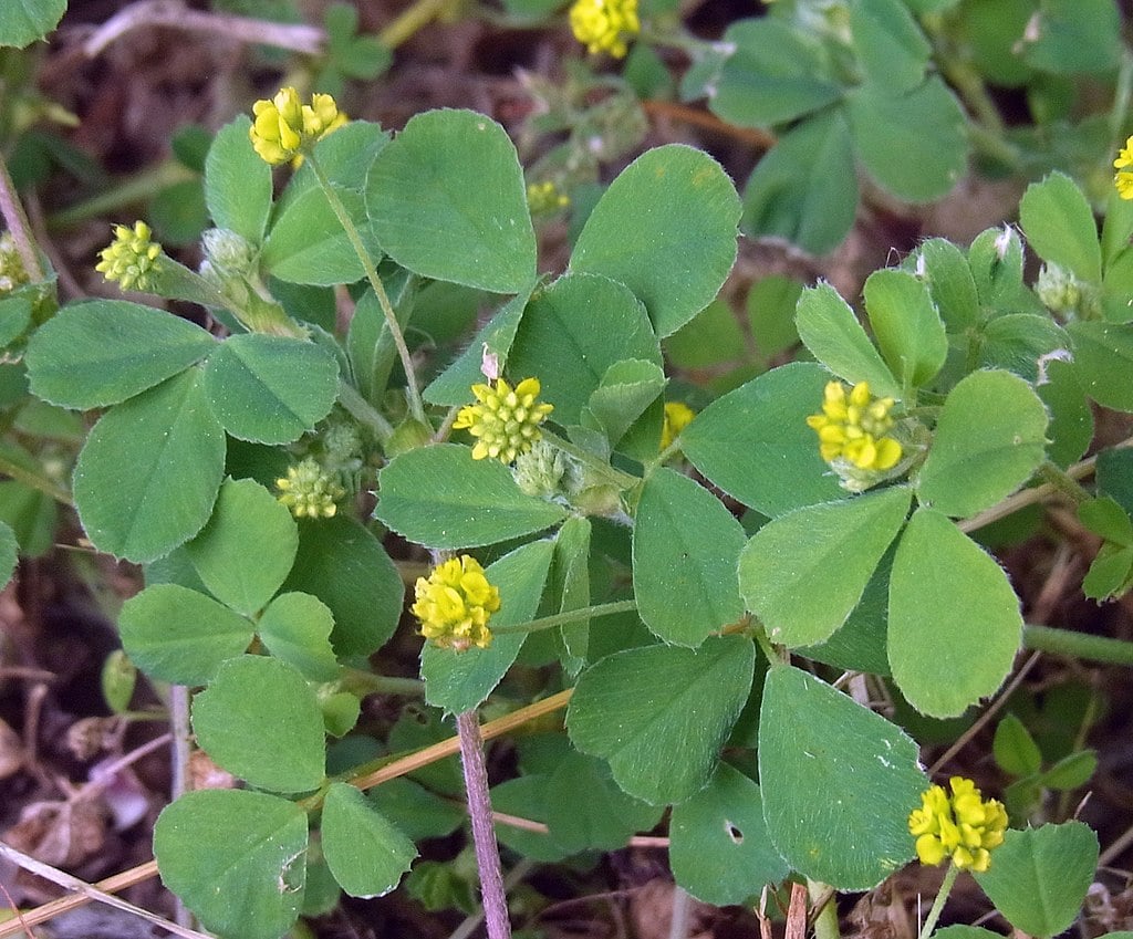 Black medic summer lawn weed