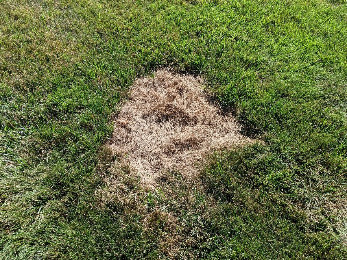 lawn fertilizer burn