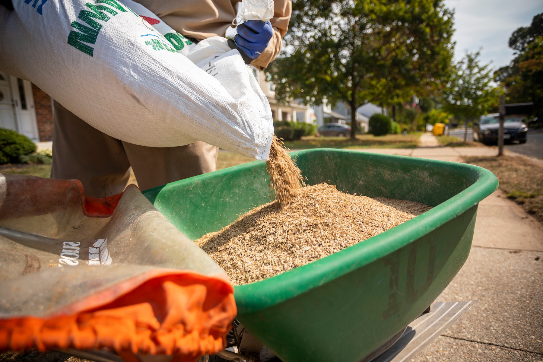 Seed ready to go on lawn