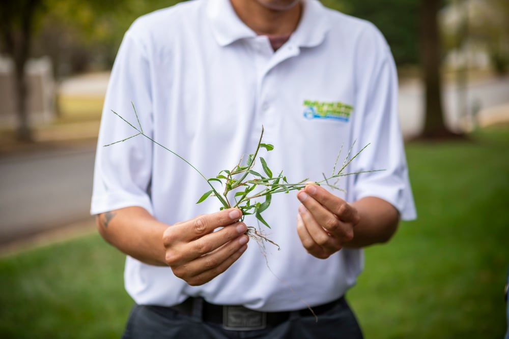 lawn care professional holding crabgrass weed in spring