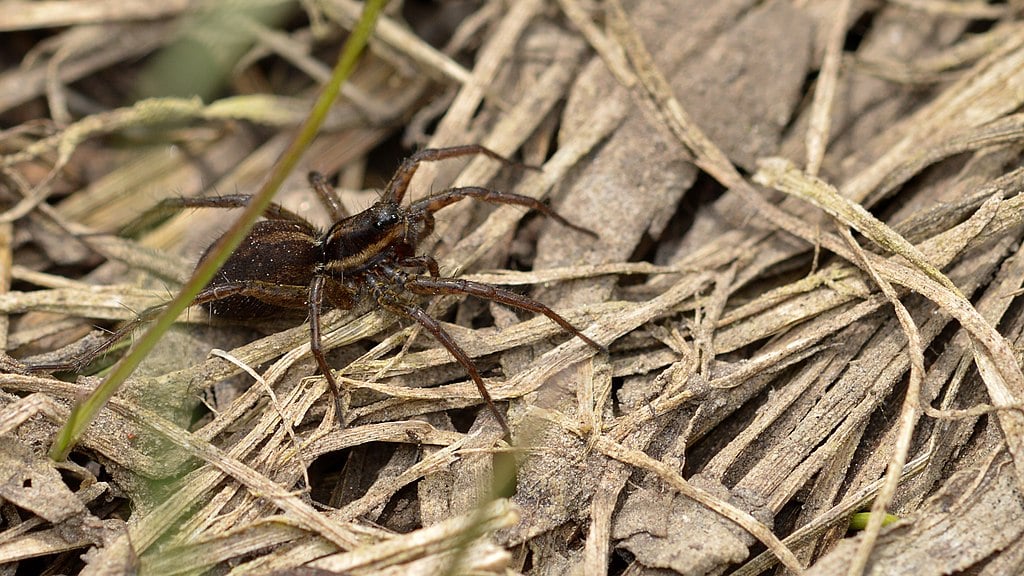 Wolf Spider 