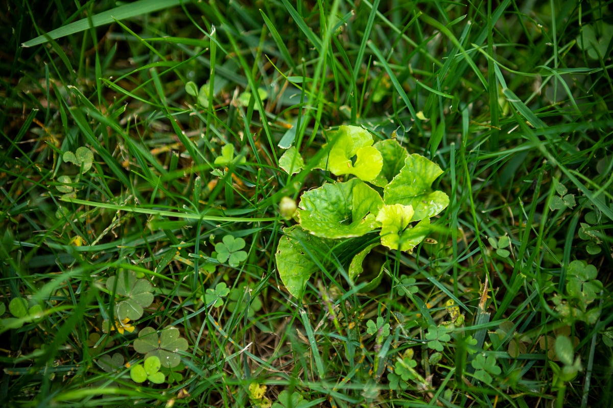 Lawn weeds 4