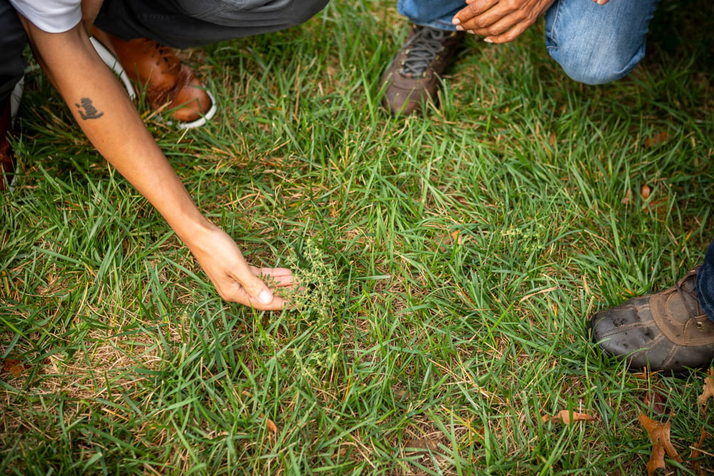 lawn with weeds