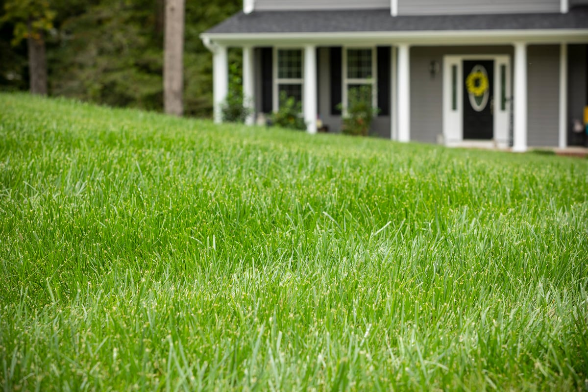 lush front yard at residential property