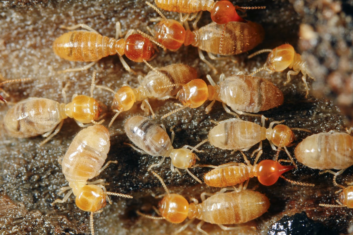 termites 