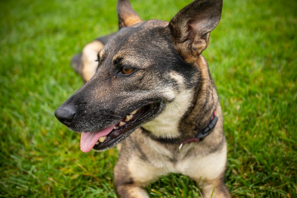 dog laying on grass