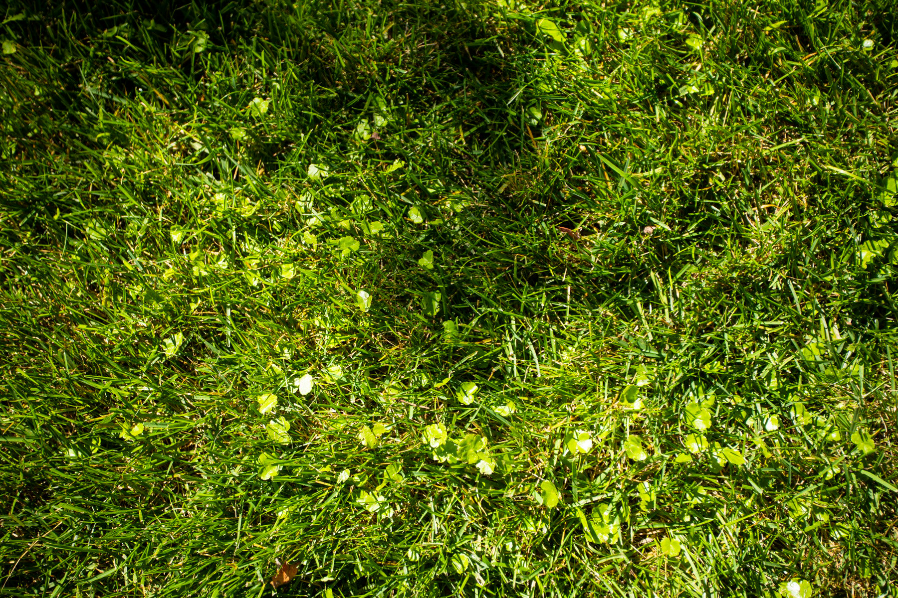 lawn weeds before treatment