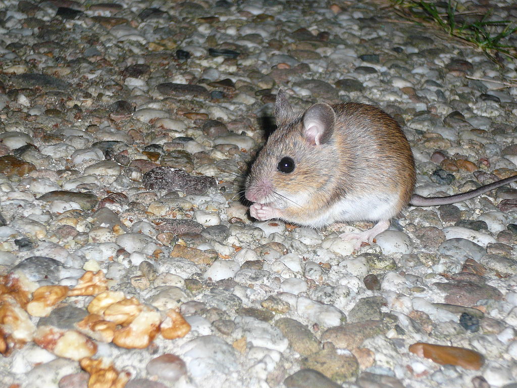 Mouse eating food in house