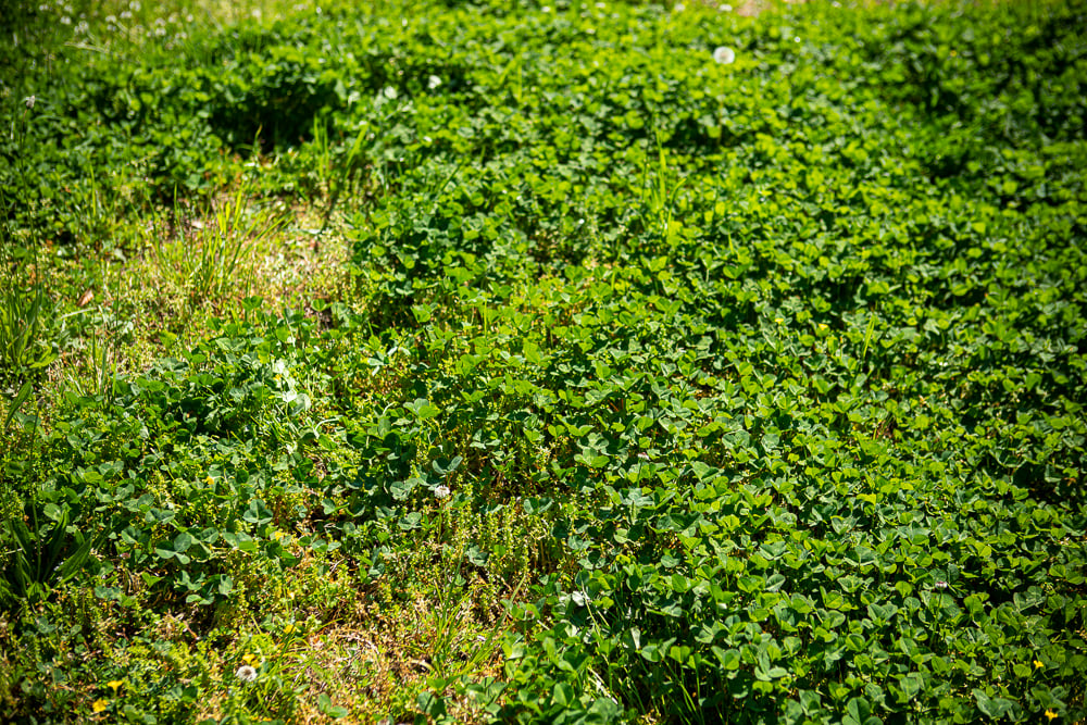 lawn weeds taking over lawn in fall