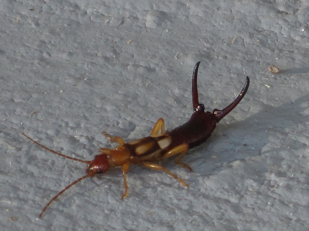 earwig