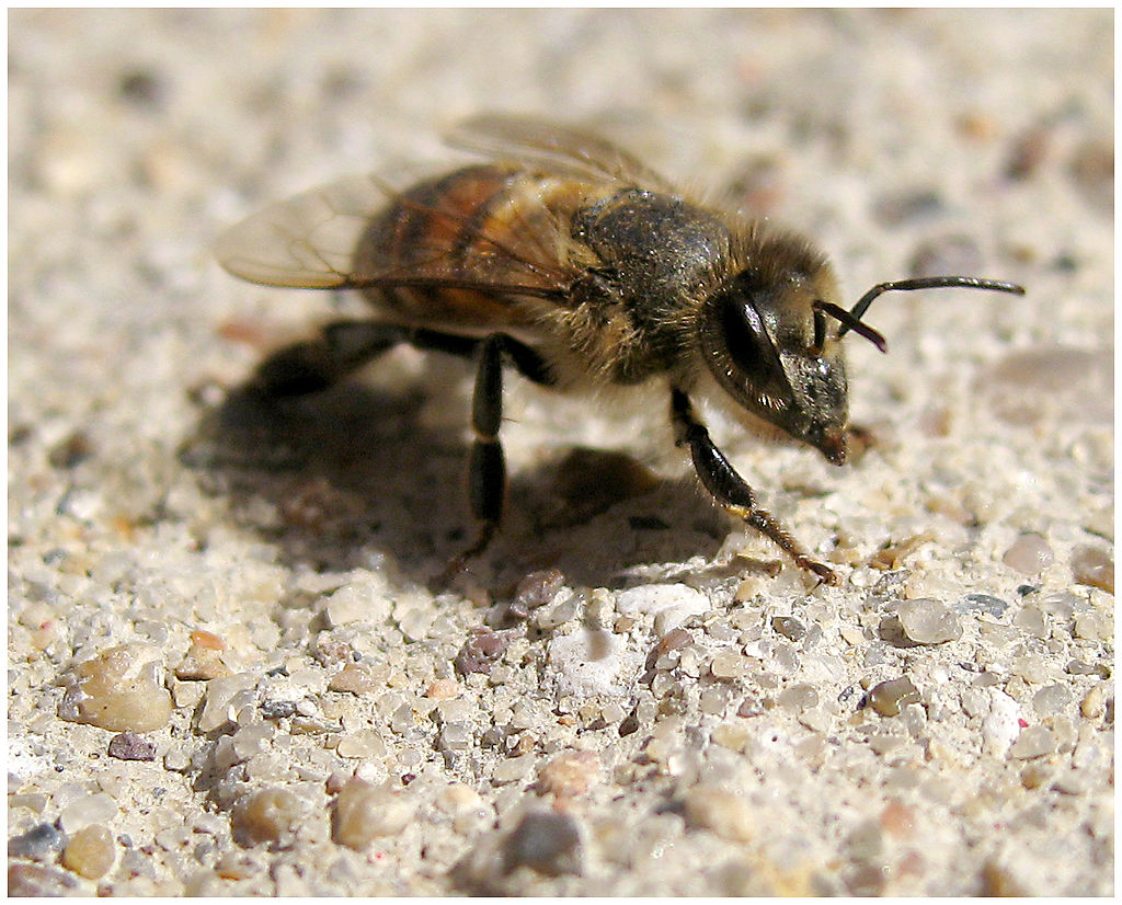 Honey Bee problem in fall