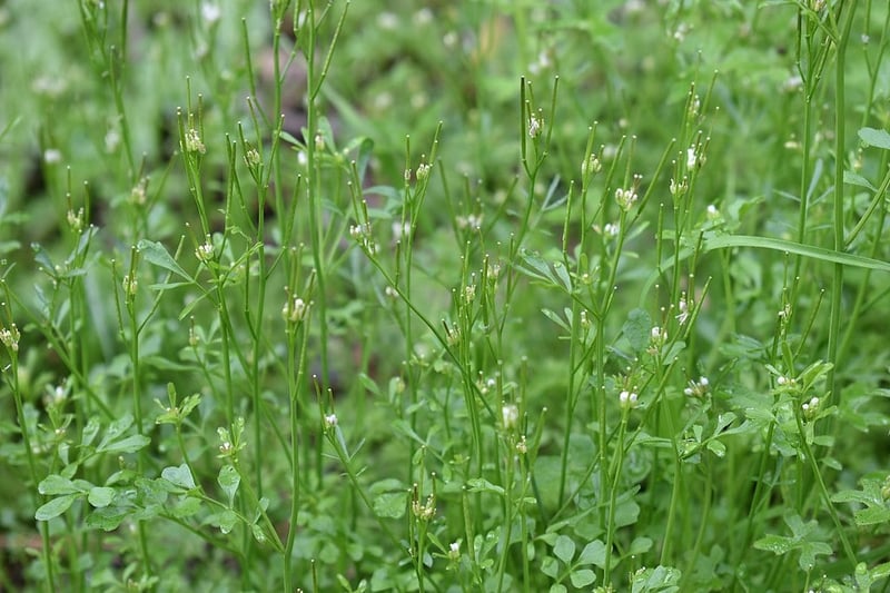 Bittercress lawn weed