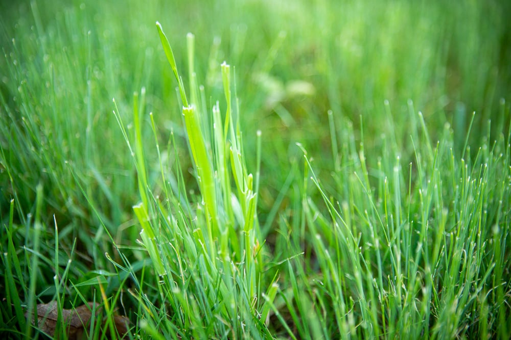 weeds in lawn