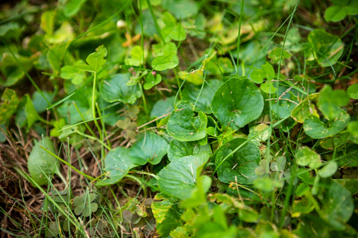 weeds in grass