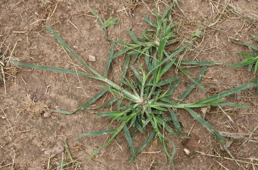 goosegrass