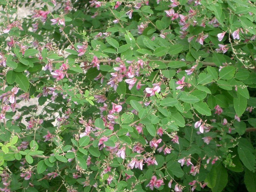 Lespedeza lawn weed