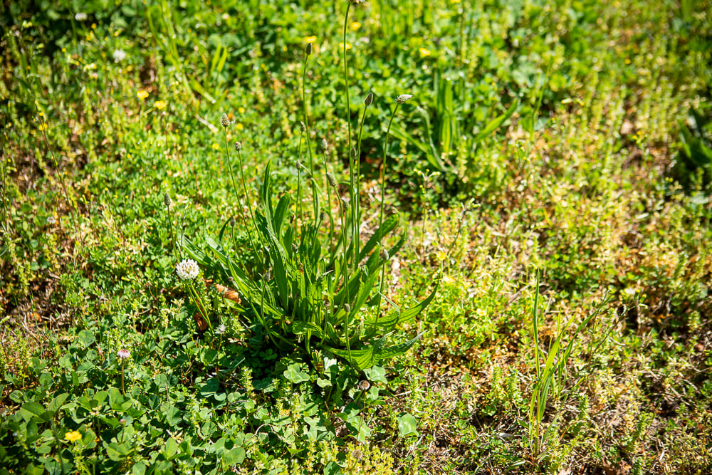 Weeds taking over the lawn