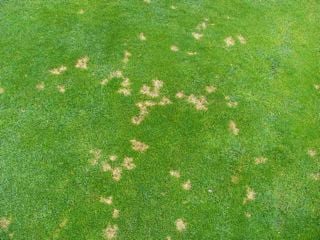 Dollarspot