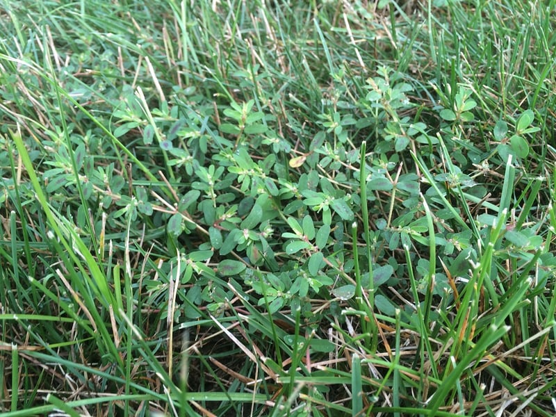 Spotted Spurge lawn weed