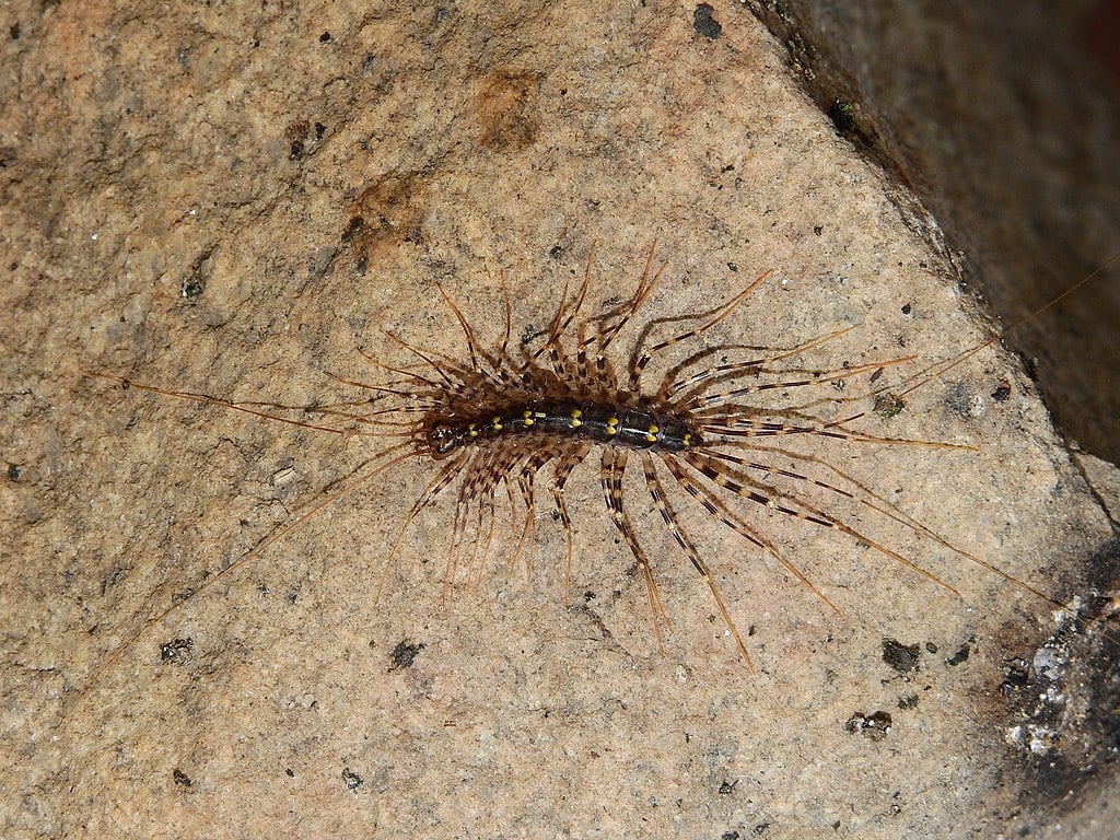 House centipede