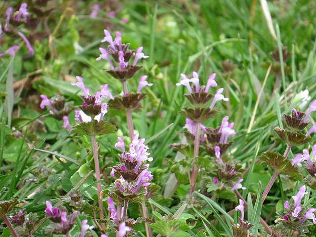 henbit