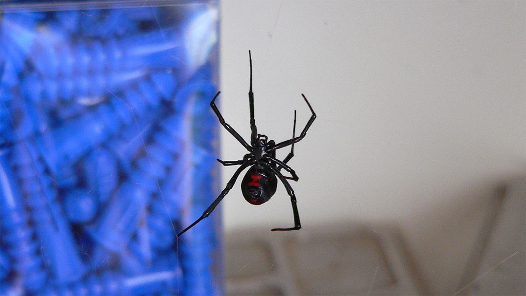 Black widow spider