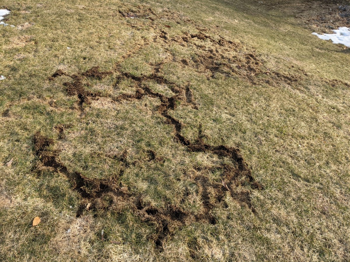 Vole Tunnels in yard