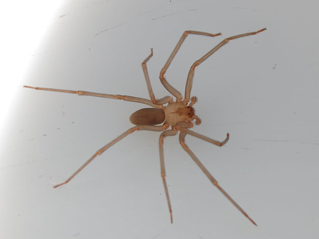 Brown Recluse Spider