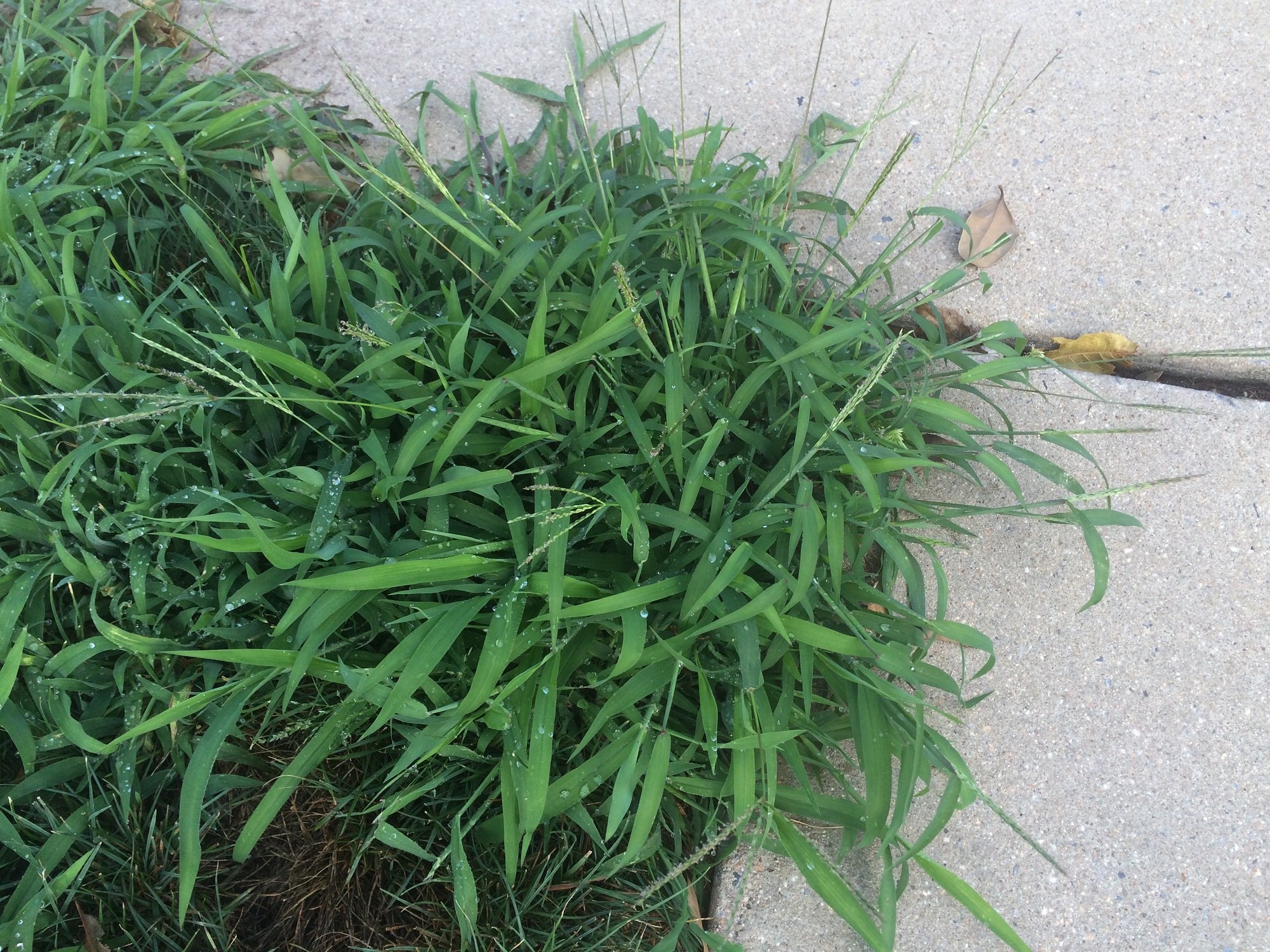 Crabgrass needs preventer