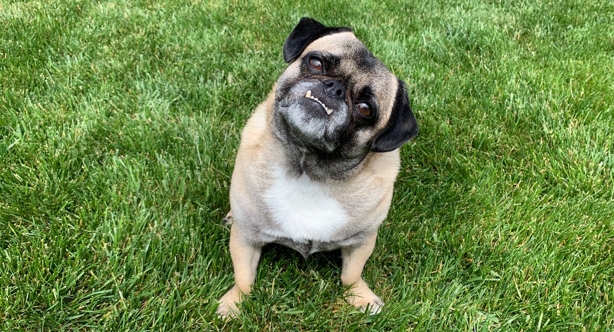 dog sitting in grass