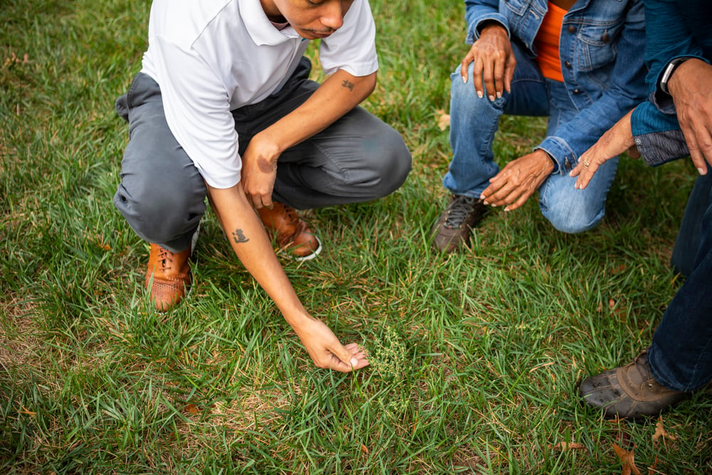 lawn care inspecting weeds