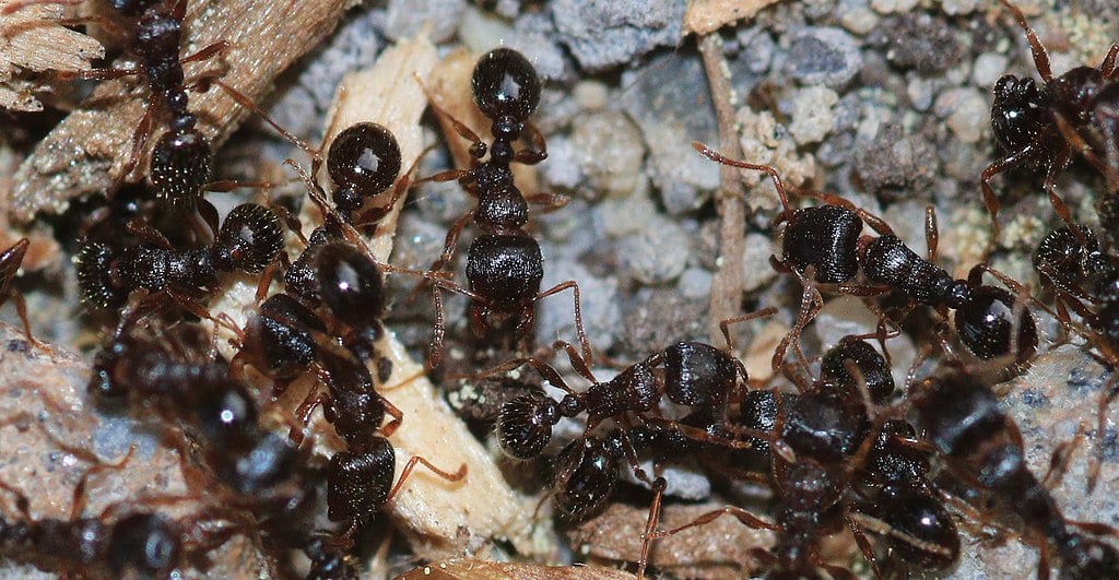 Pavement Ants