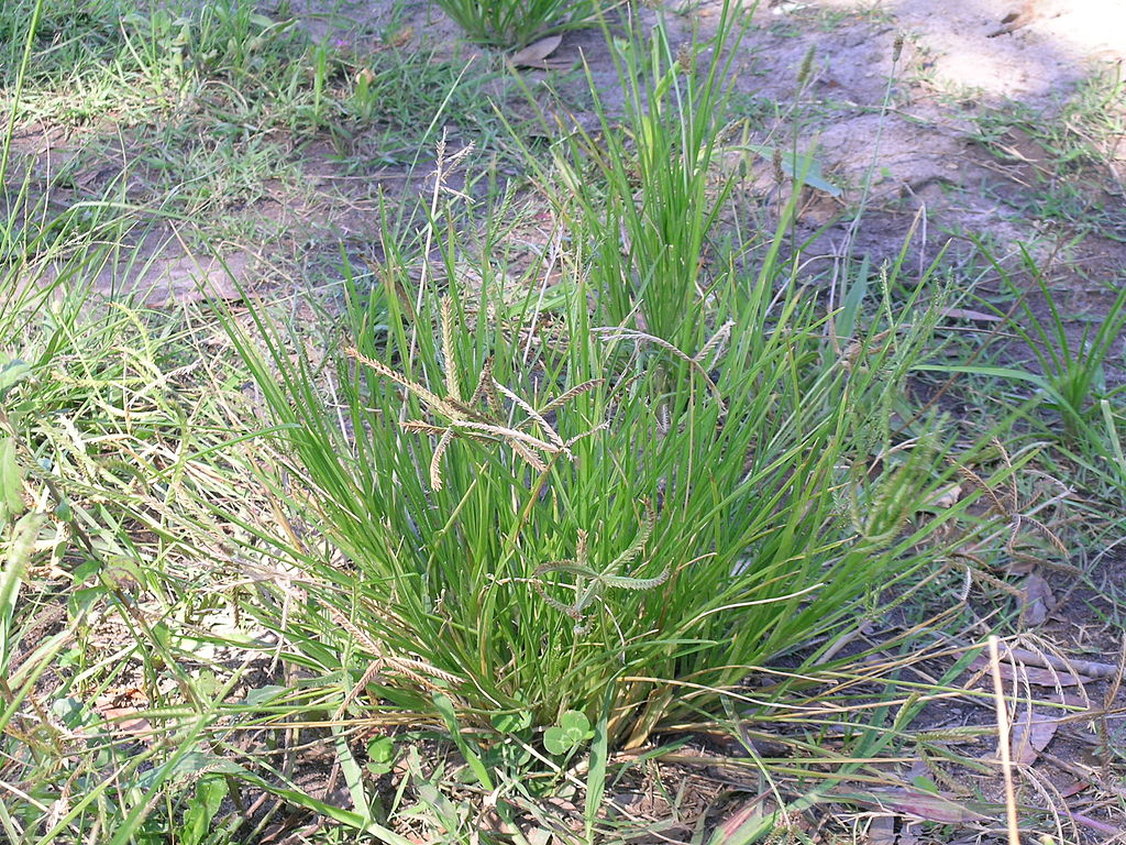 Goosegrass