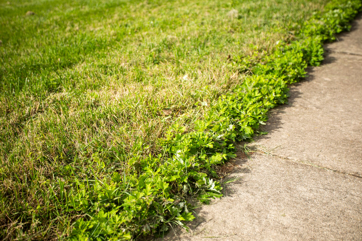 grass turning brown with weeds growing along pavement