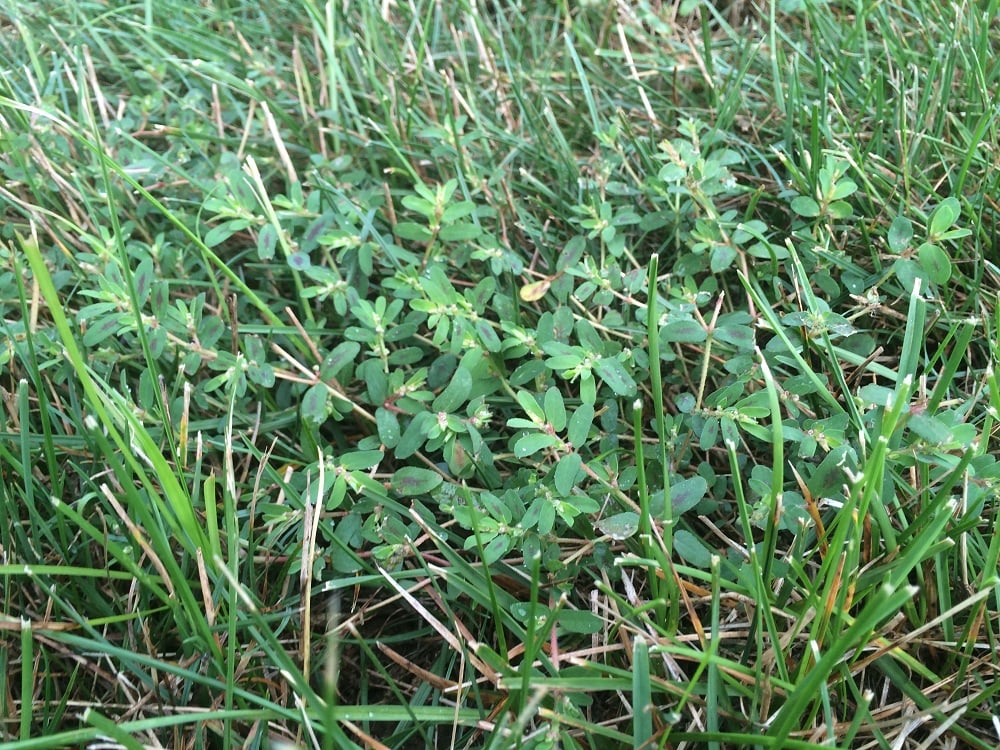 Spotted Spurge summer lawn weed