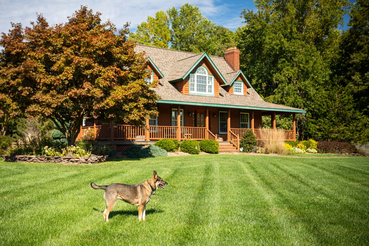 dog standing on healthy grass