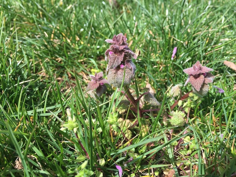 Henbit lawn weed