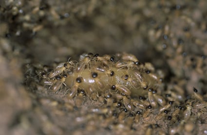 Termites