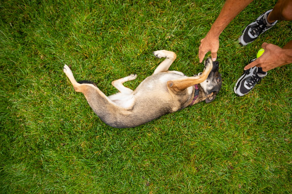 Customer playing with his dog on low cut grass