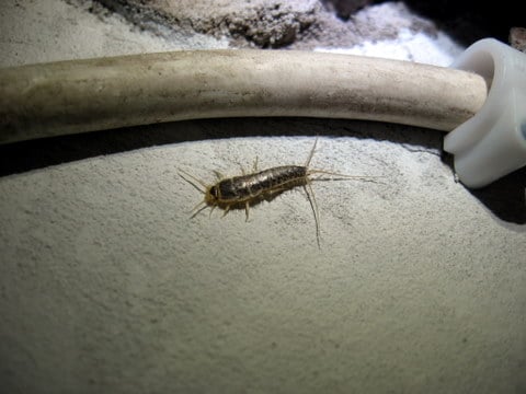 Silverfish in basement