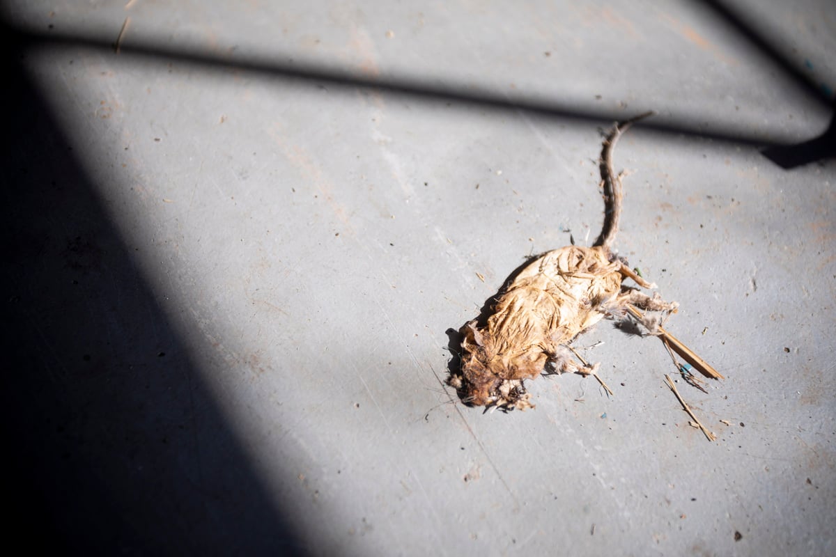 dead mouse in basement