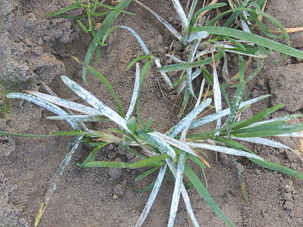 Powdery Mildew grass fungus