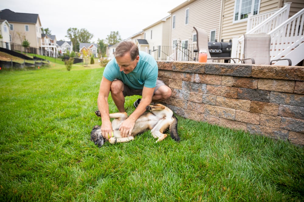 man checks dog for ticks in backyard