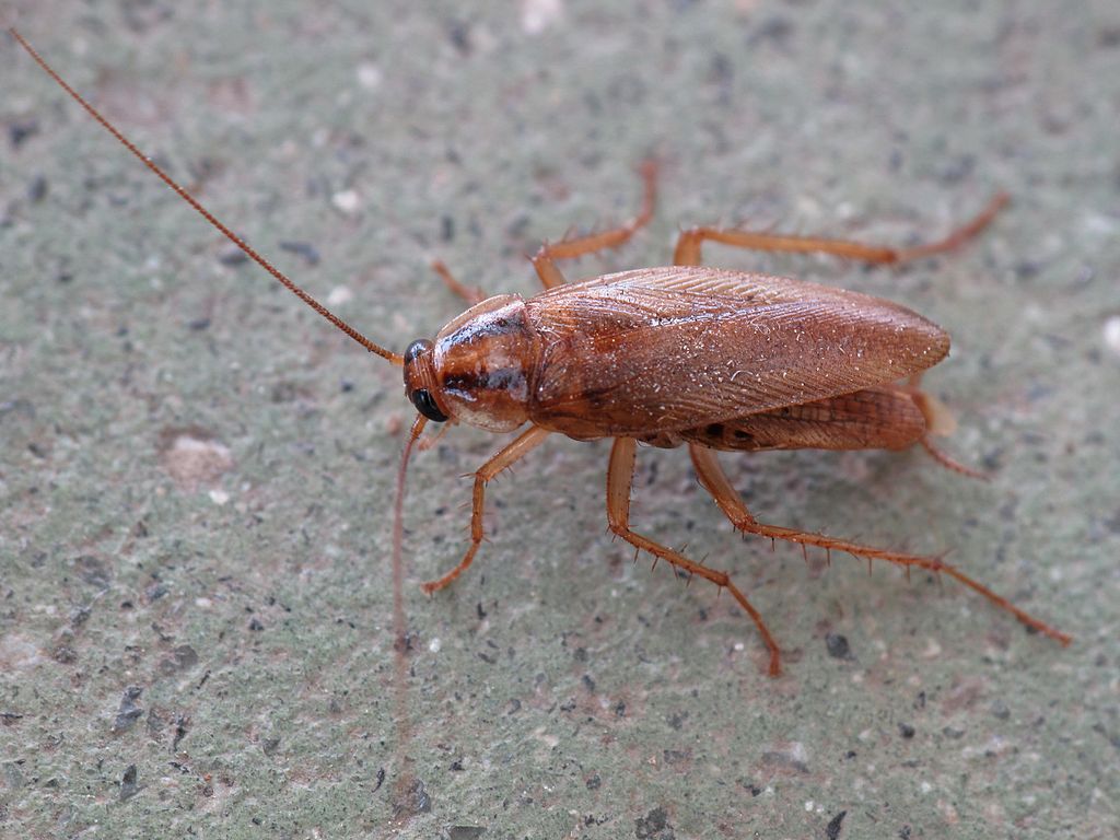 German cockroach