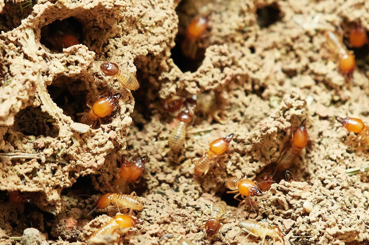 termites destroying wood