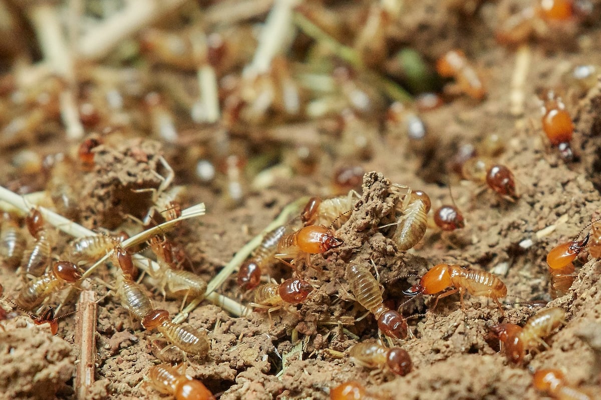 termites in dirt